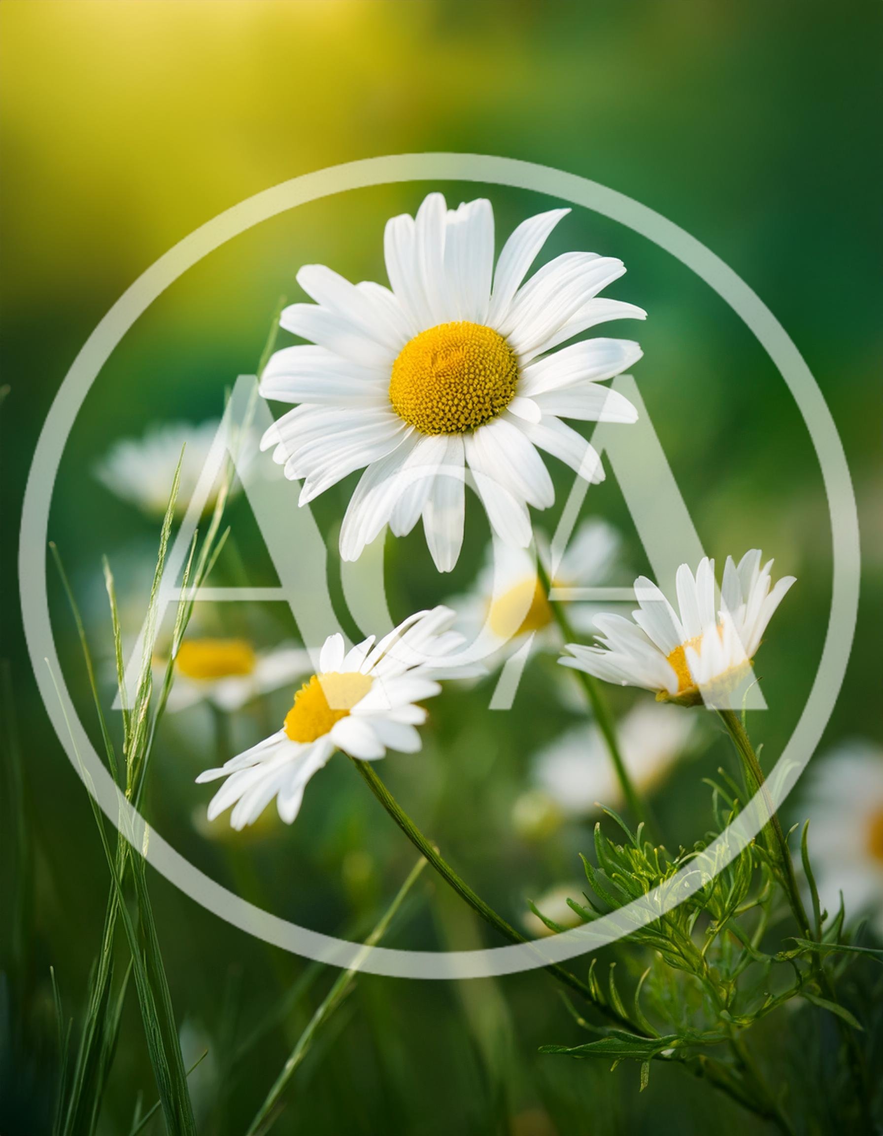 White Daisy Flowers Blooming In A Sunny Meadow