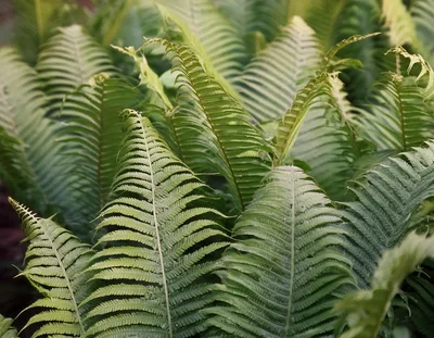 Lush Green Fern Fronds In A Forest