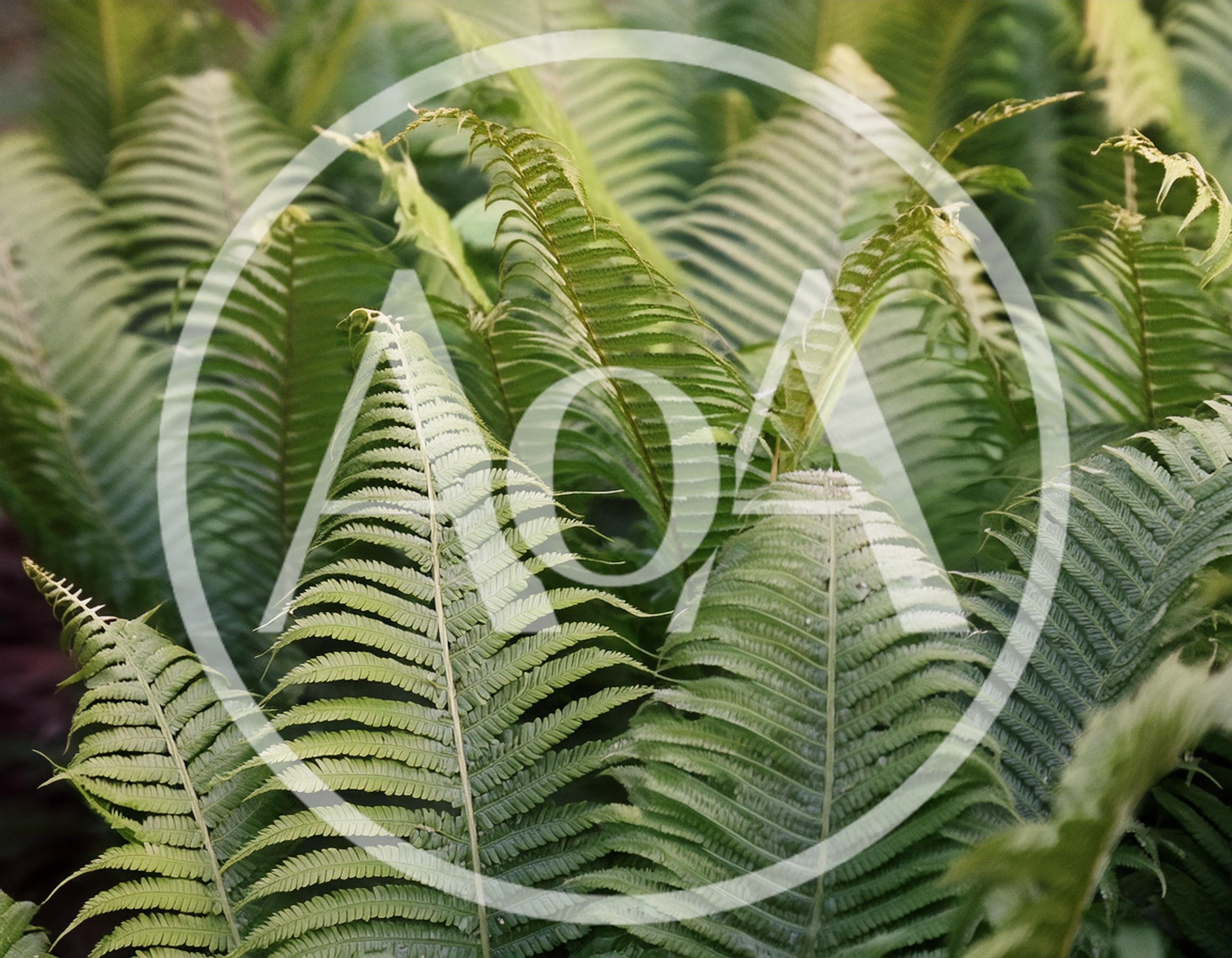 Lush Green Fern Fronds In A Forest