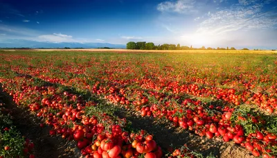 Vast Field Of Ripe Red Tomatoes At Harvest