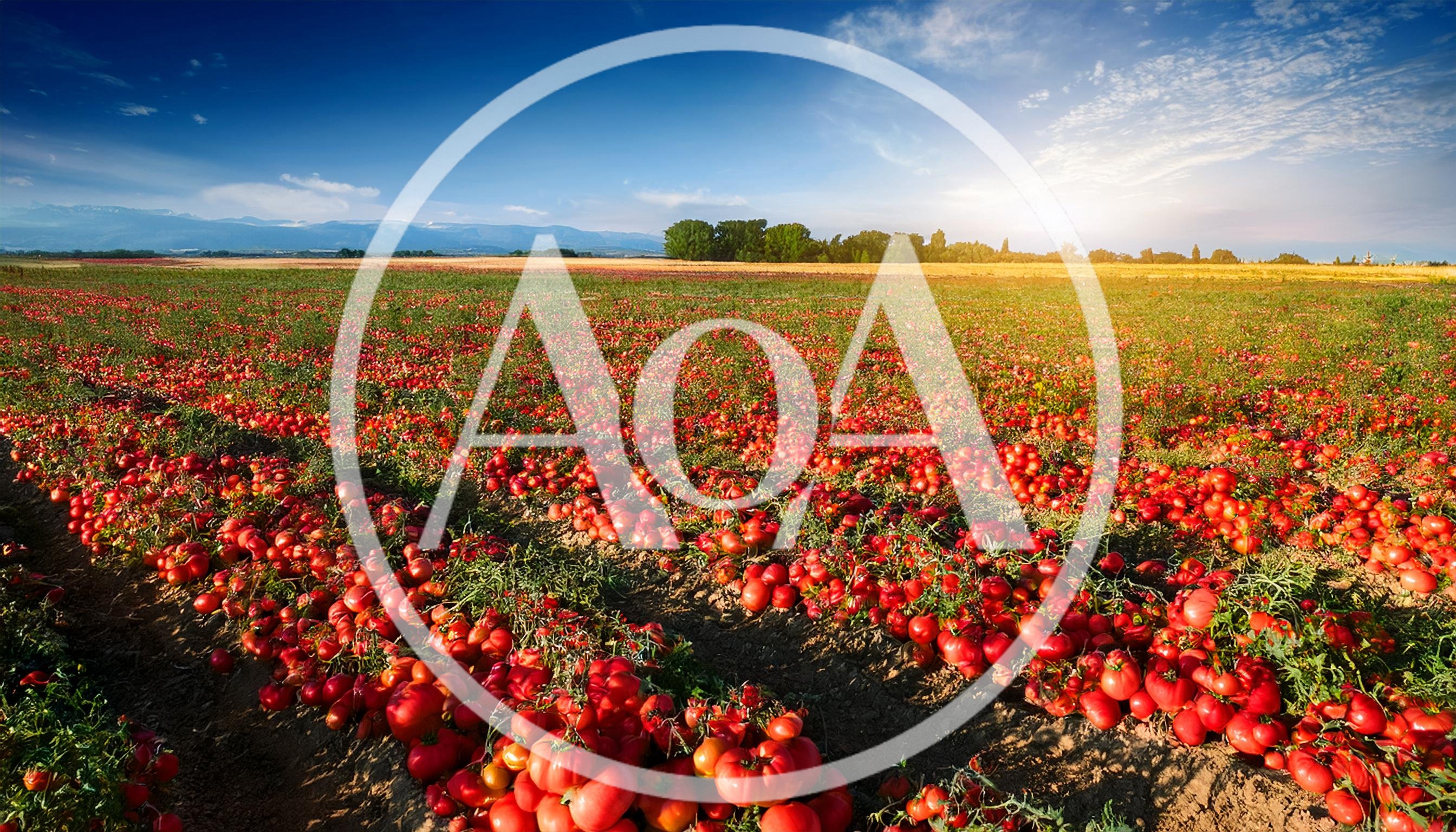 Vast Field Of Ripe Red Tomatoes At Harvest