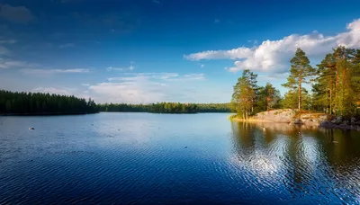 Serene Forest Lake Landscape Under Blue Summer Sky