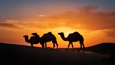 Silhouetted Camels Walking Across Desert Dunes At Sunset