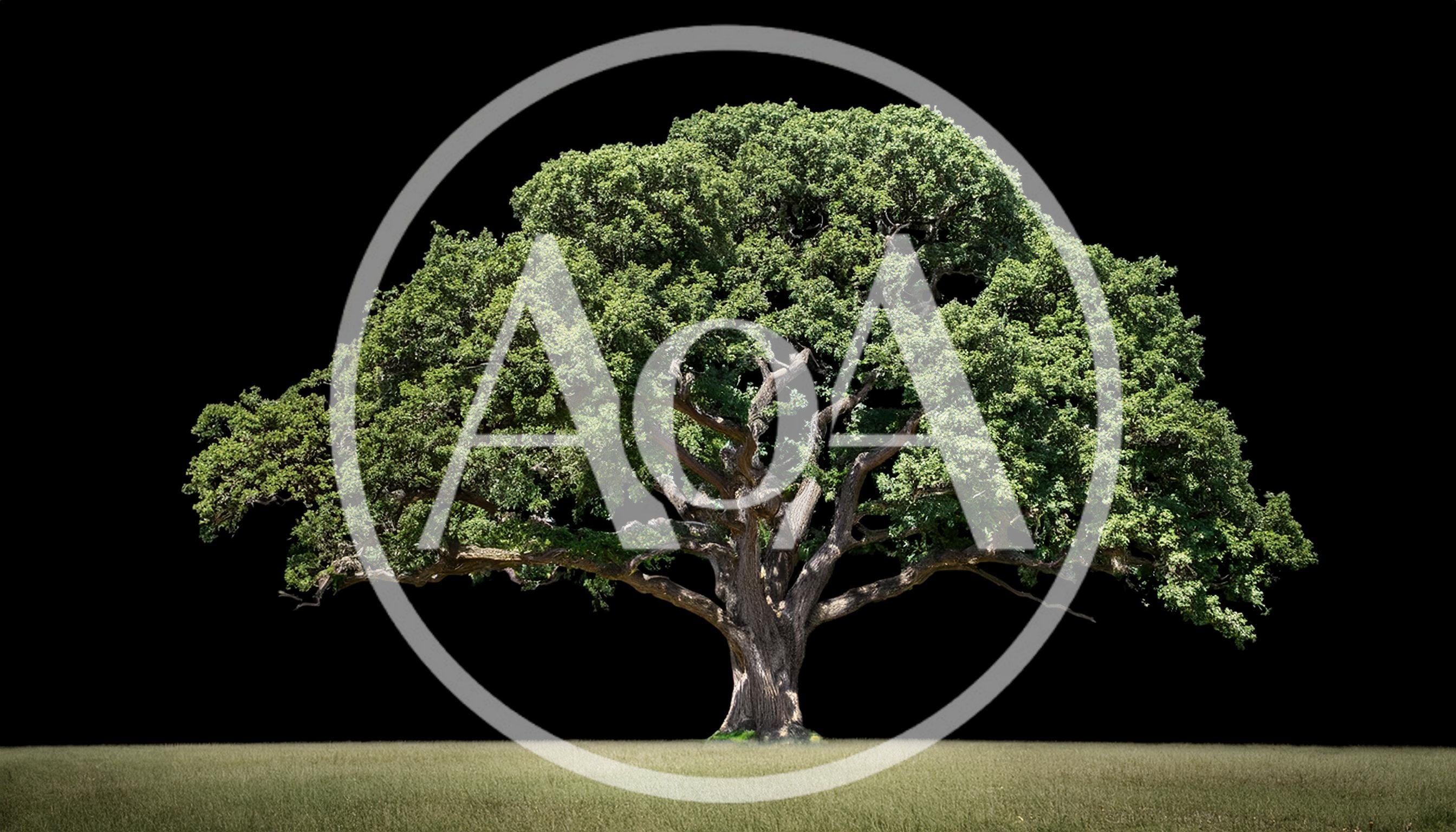 Majestic Ancient Oak Tree Standing In Open Field
