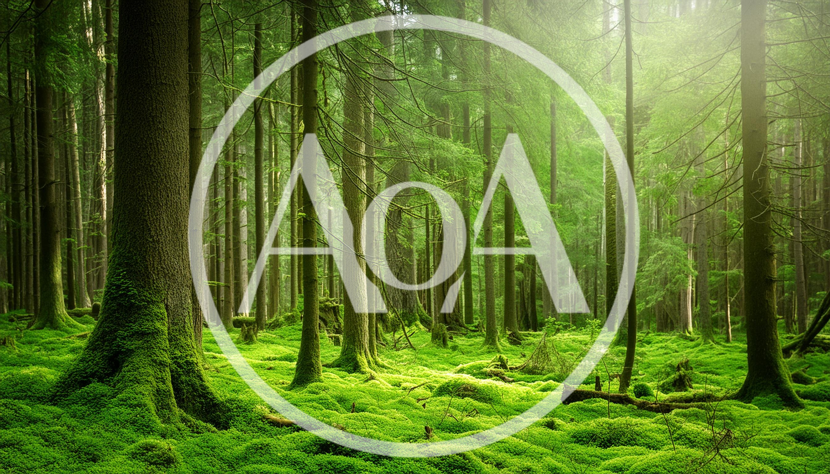 Lush Green Mossy Forest Floor With Tall Coniferous Trees