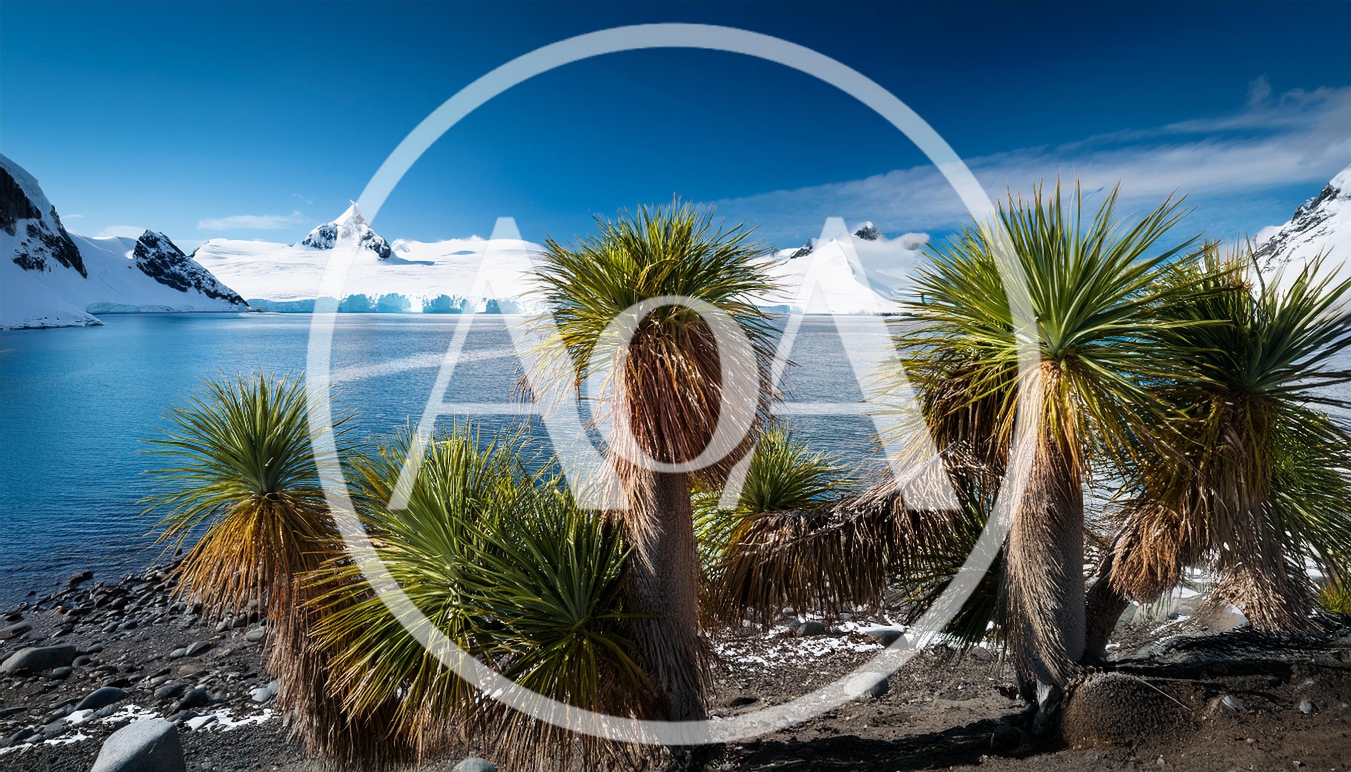 Yucca Plants On A Snowy Antarctic Coastline