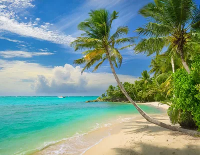 Leaning Palm Tree On A Tropical Caribbean Beach