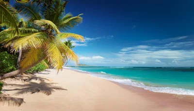 Tropical Beach Scene With Palm Trees And Turquoise Water