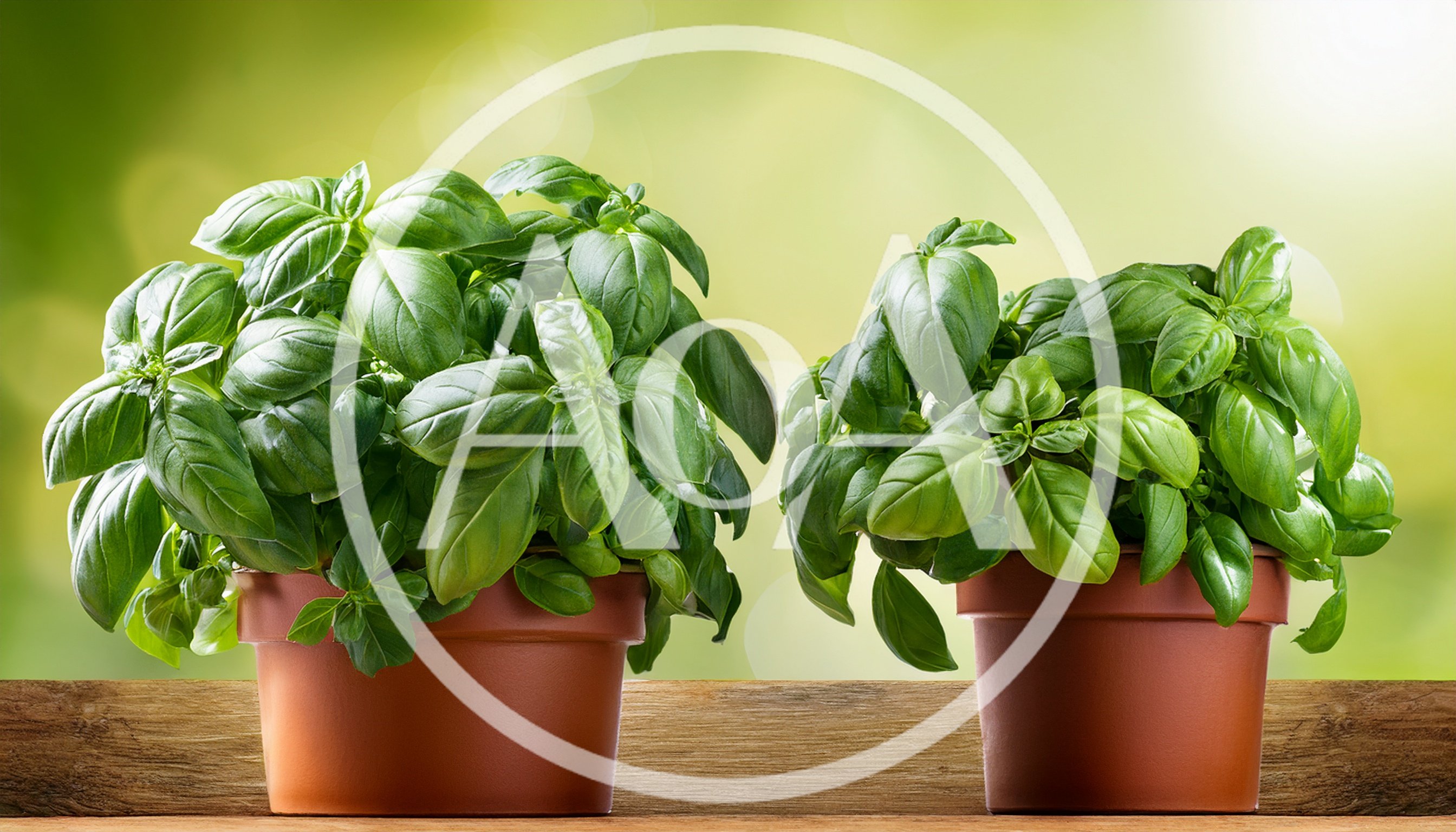 Two Potted Basil Plants On A Wooden Surface