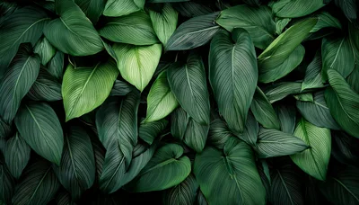 Lush Green Calathea Leaves Pattern Background