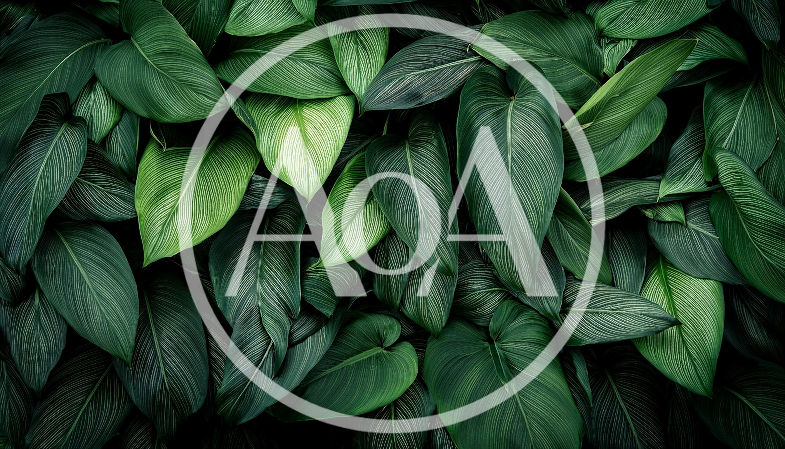 Lush Green Calathea Leaves Pattern Background