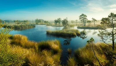 Misty Morning Landscape Over A Serene Bog Lake