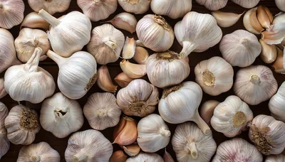 Fresh Organic Garlic Bulbs and Cloves Background