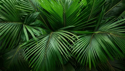 Lush Green Tropical Palm Fronds Background