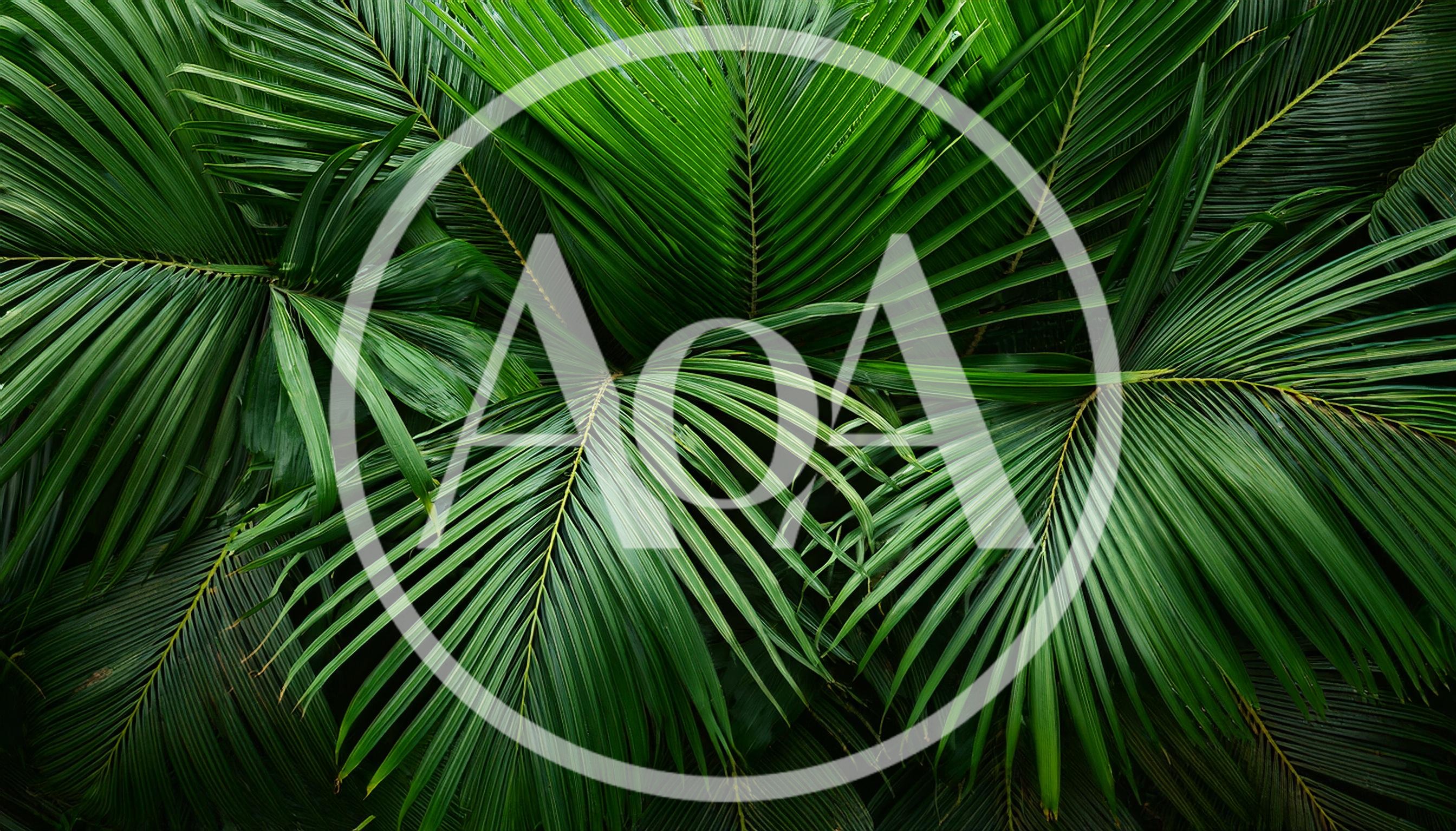Lush Green Tropical Palm Fronds Background