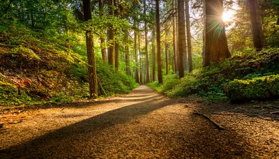 Sunlight Filtering Through Tall Trees On Forest Path