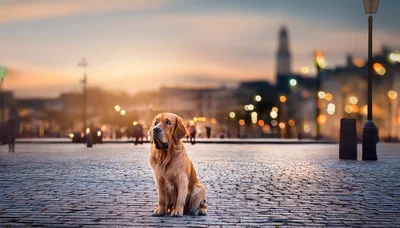 Golden Retriever Sitting On Cobblestone Square At Sunset