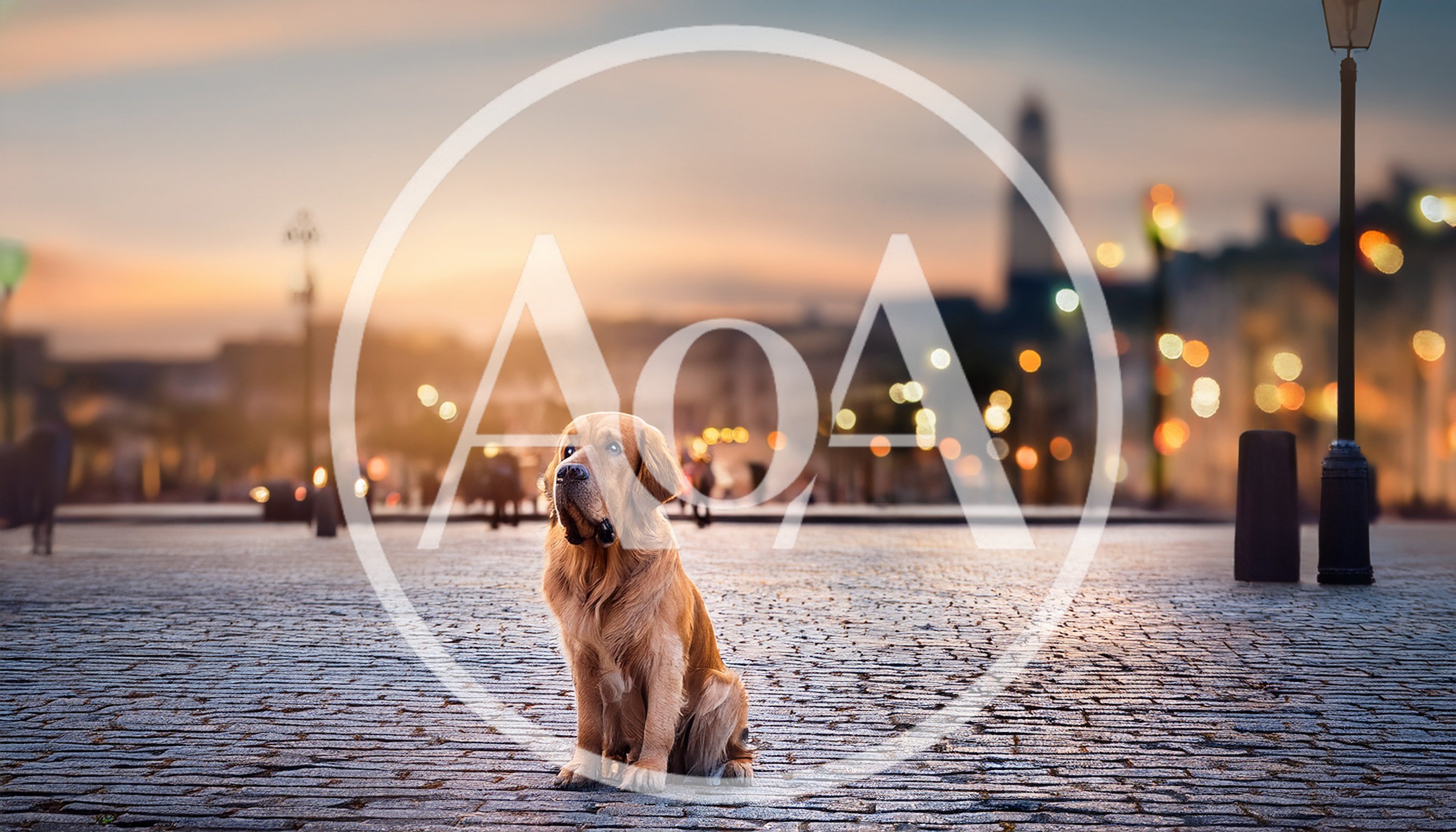 Golden Retriever Sitting On Cobblestone Square At Sunset