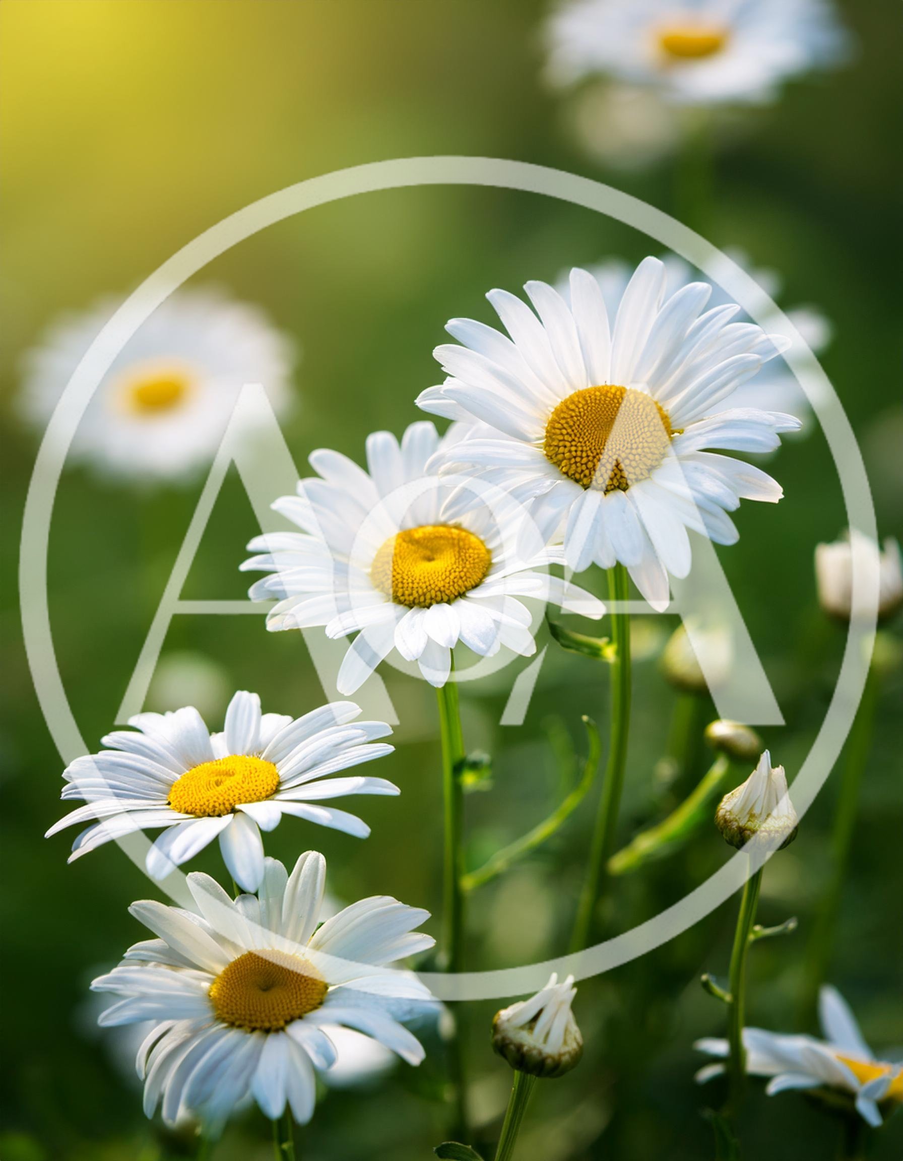White Daisy Flowers Blooming In A Sunny Garden