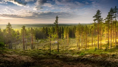 Sunlit Pine Forest Landscape In Northern Finland
