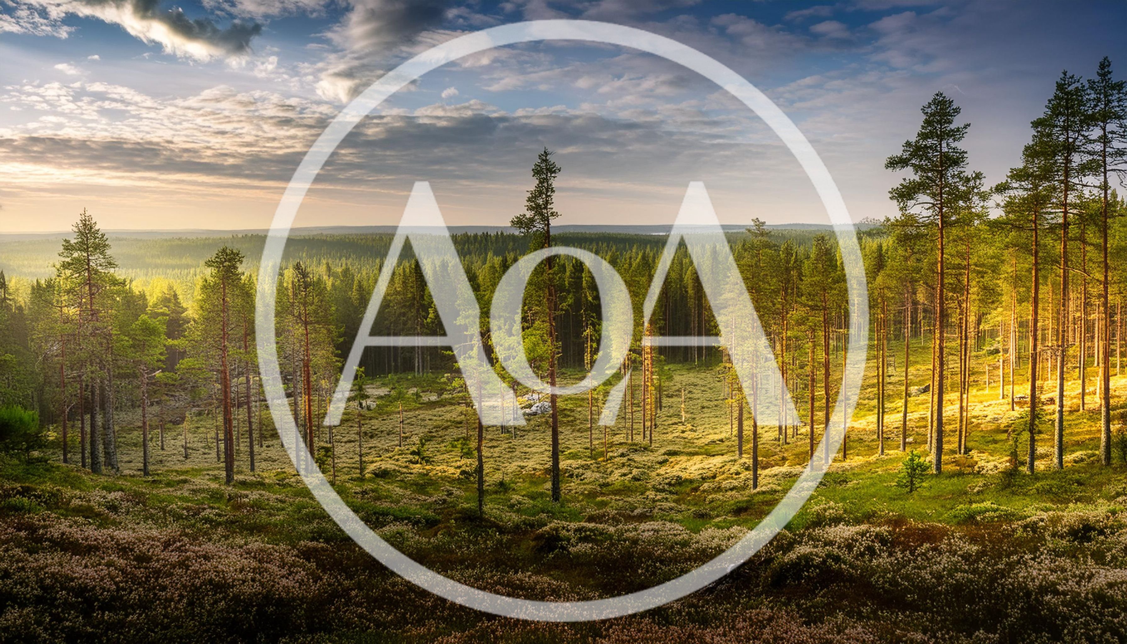Sunlit Pine Forest Landscape In Northern Finland