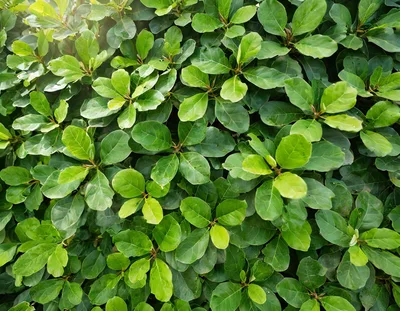 Lush Green Fiddle Leaf Fig Foliage Background