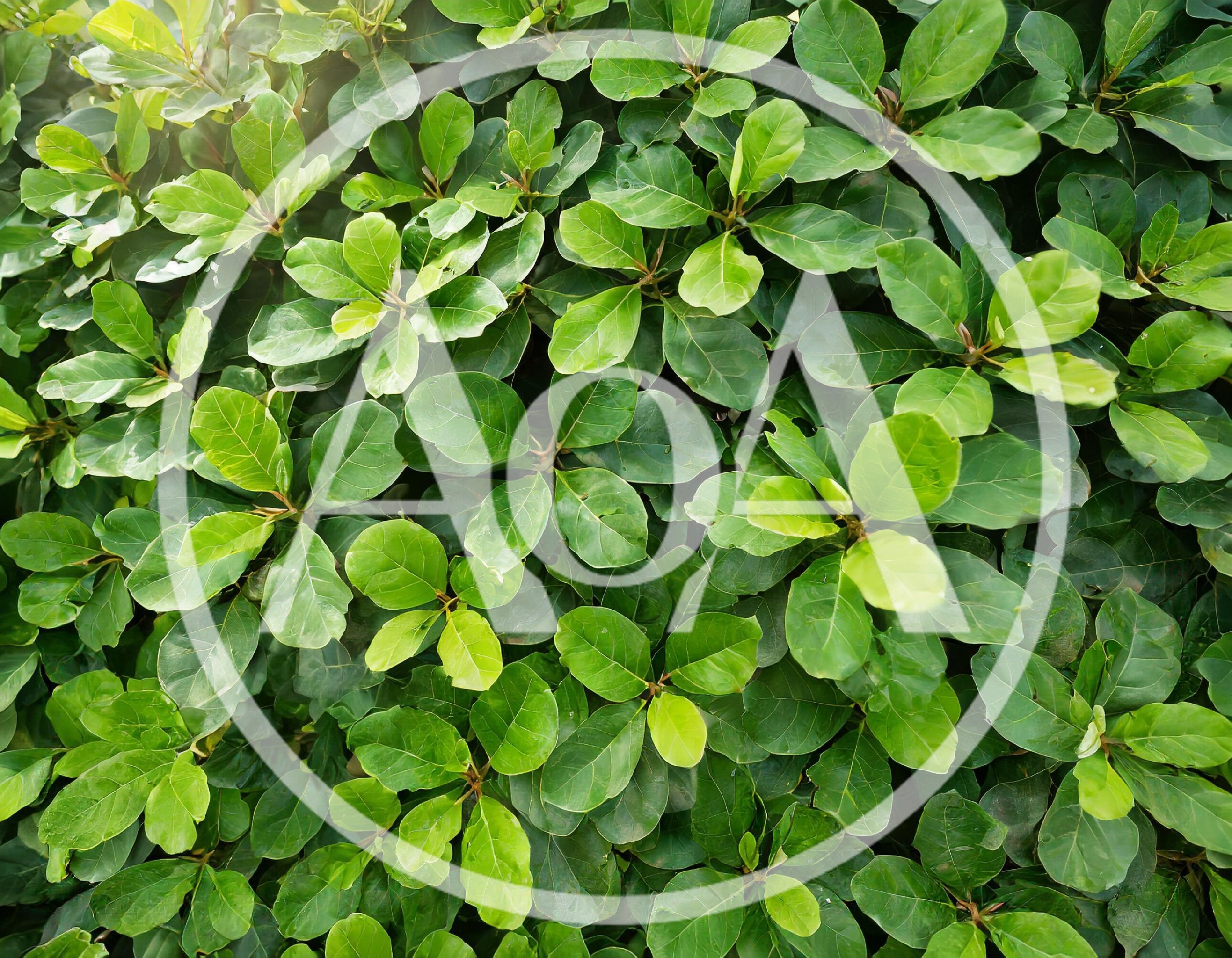 Lush Green Fiddle Leaf Fig Foliage Background