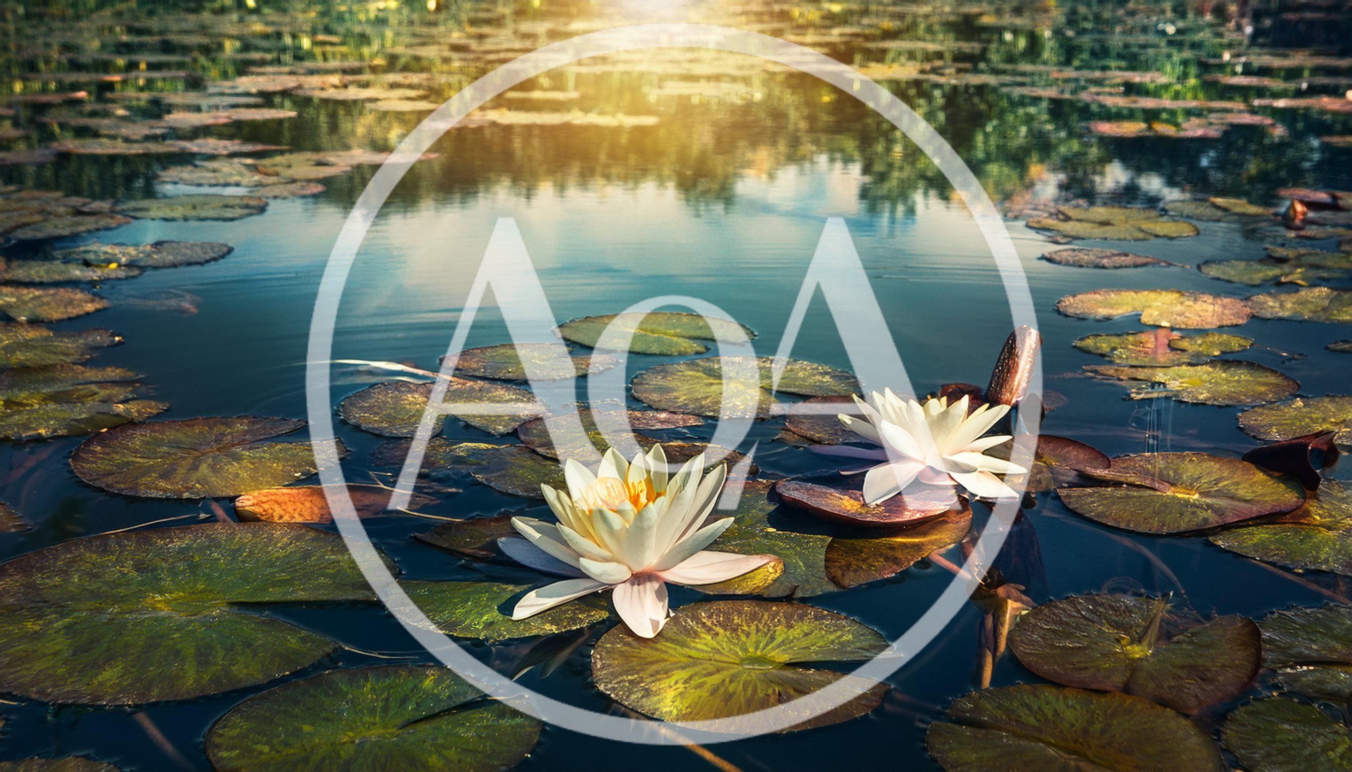 White Water Lilies Blooming on a Calm Pond