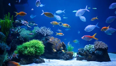 Diverse Tropical Fish Swimming In A Vibrant Coral Reef