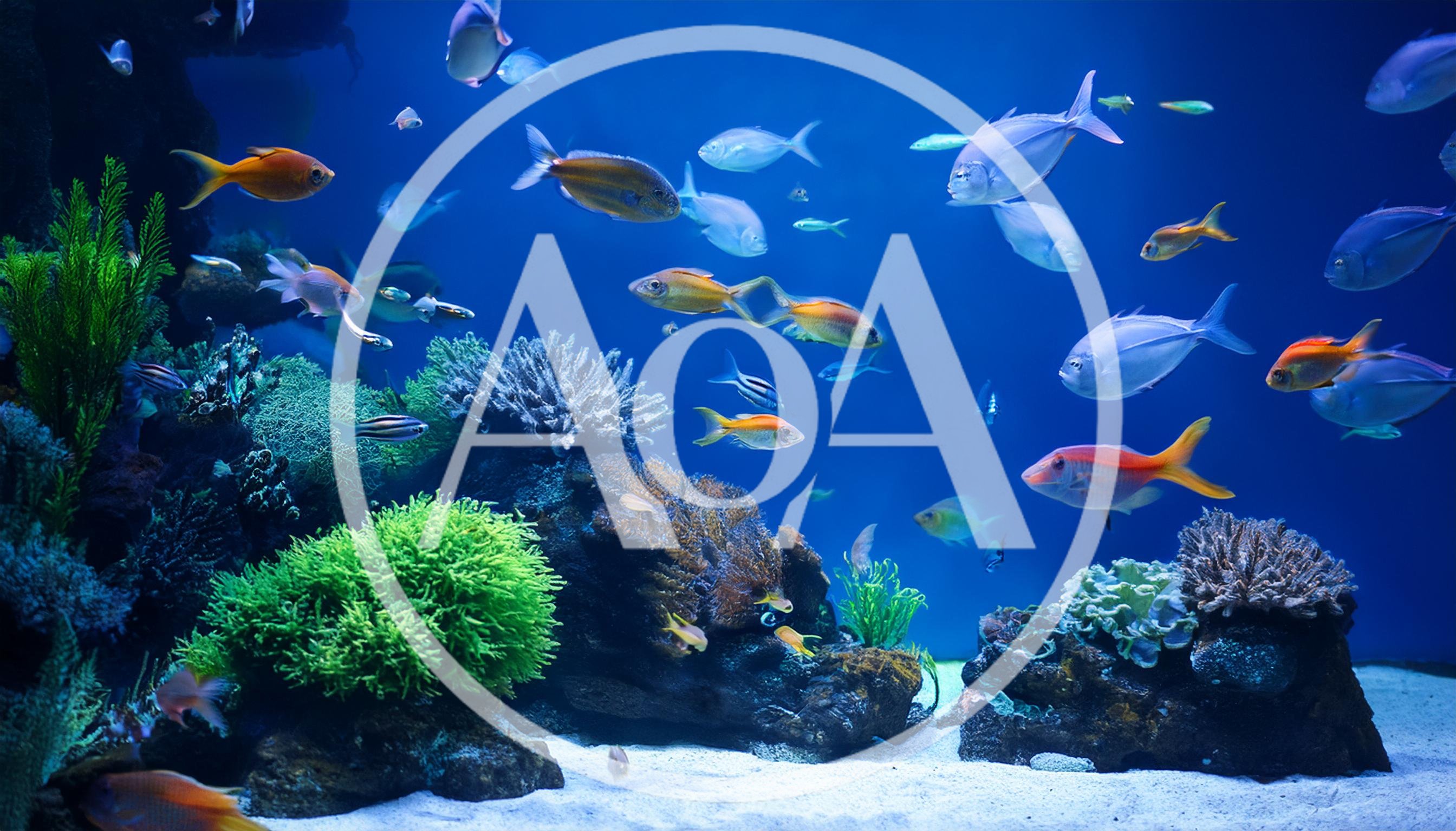 Diverse Tropical Fish Swimming In A Vibrant Coral Reef