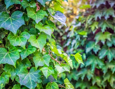 Lush Green Ivy Leaves Climbing A Wall