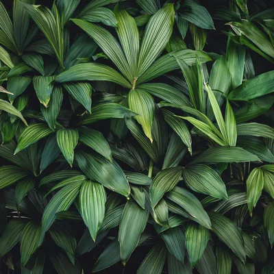Lush Green Tropical Palm Leaves Background