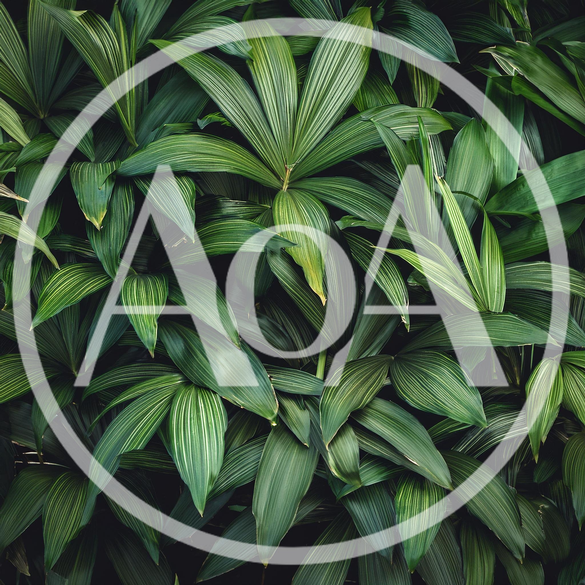 Lush Green Tropical Palm Leaves Background