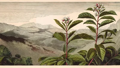 Vintage Botanical Illustration Of Flowering Plants In Mountains