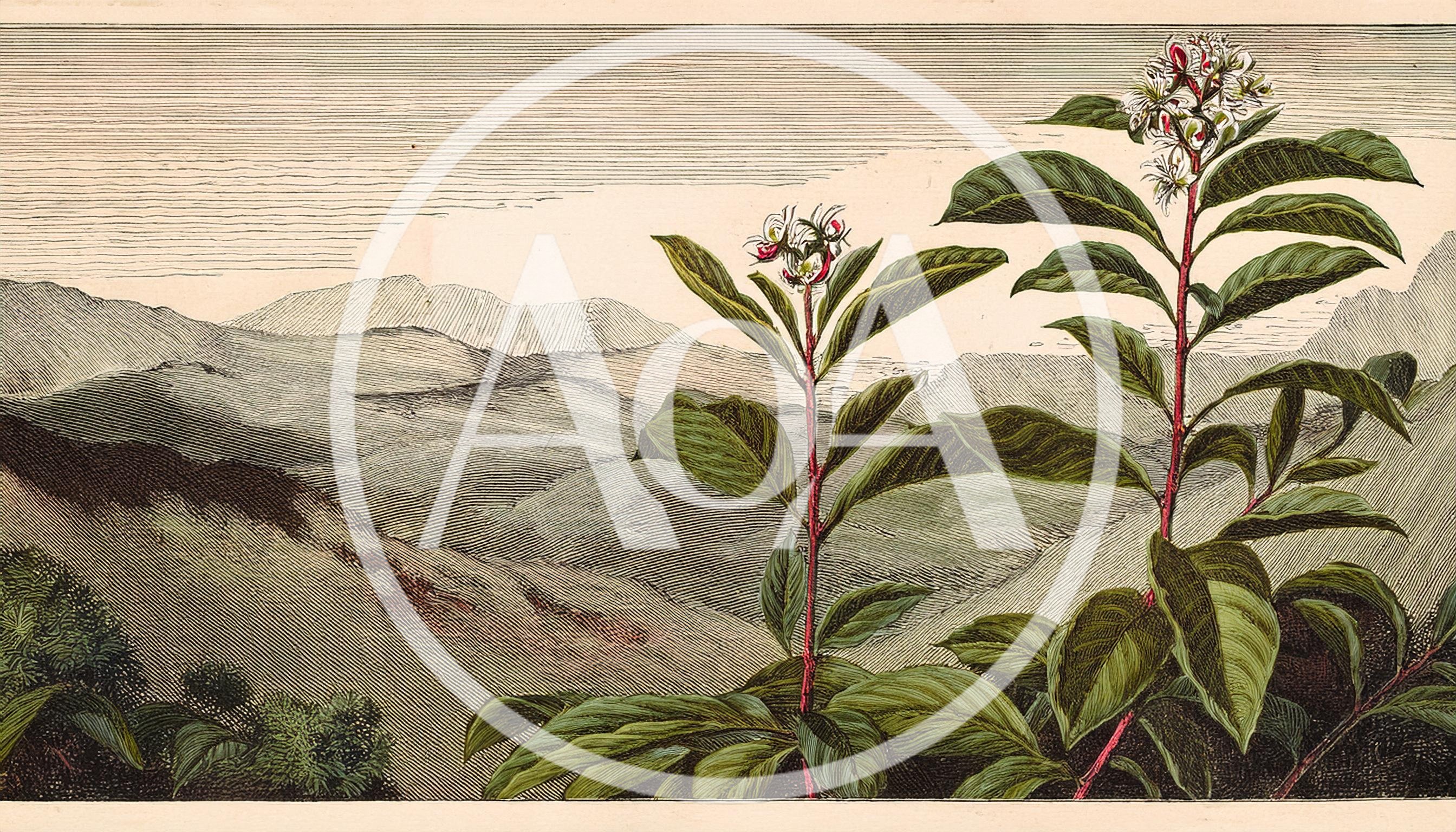 Vintage Botanical Illustration Of Flowering Plants In Mountains