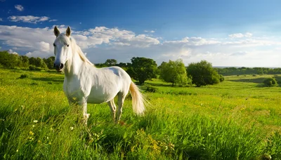 White Horse Standing In A Lush Green Meadow