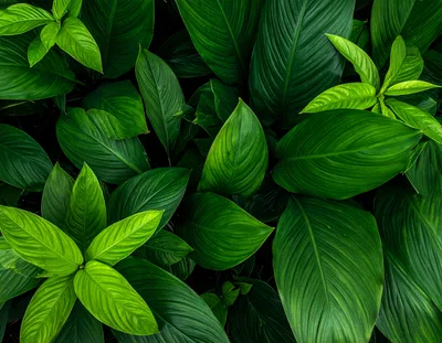 Lush Green Tropical Foliage Background