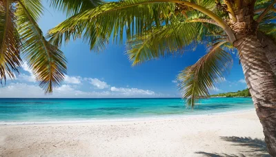 Tropical Beach Scene With Palm Tree Overlooking Turquoise Ocean