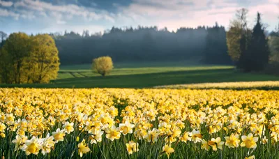 Vibrant Field Of Blooming Yellow Daffodils In Spring