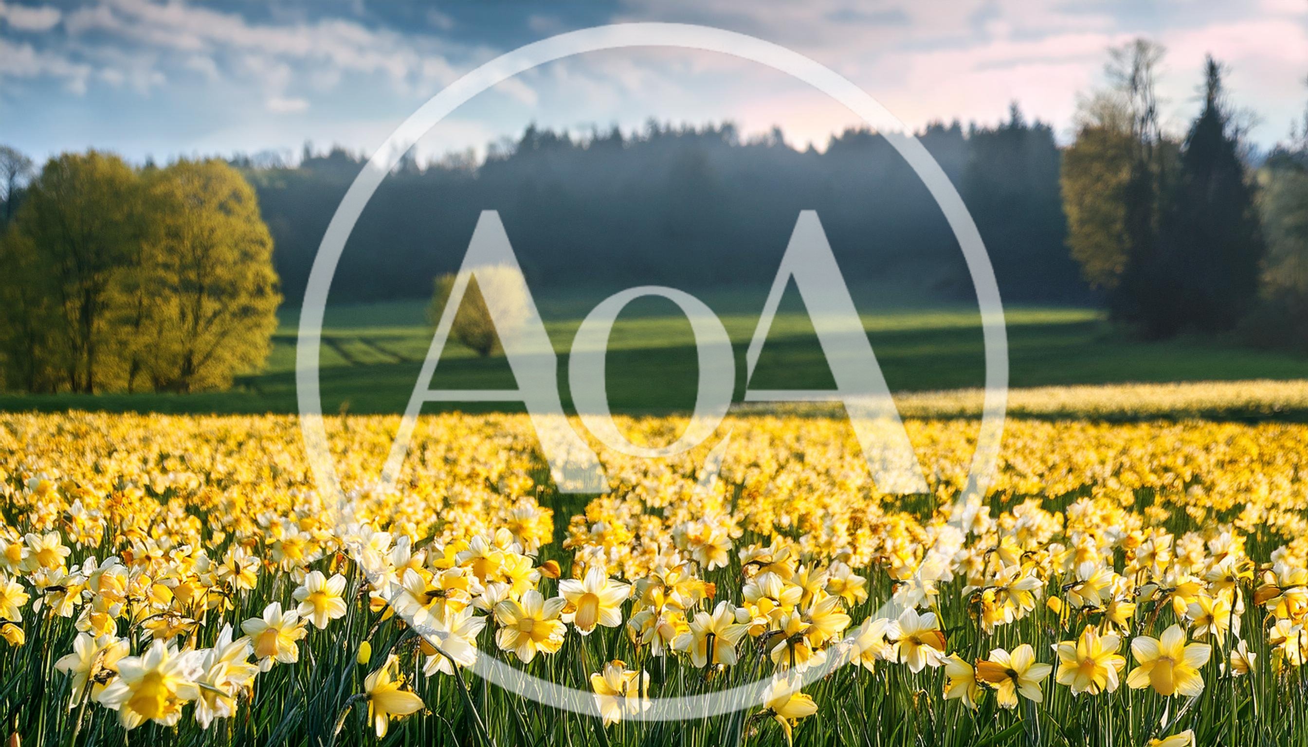 Vibrant Field Of Blooming Yellow Daffodils In Spring