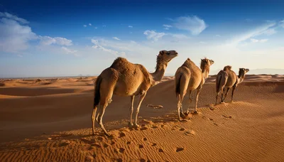 Three Camels Walking Across The Desert Sand Dunes
