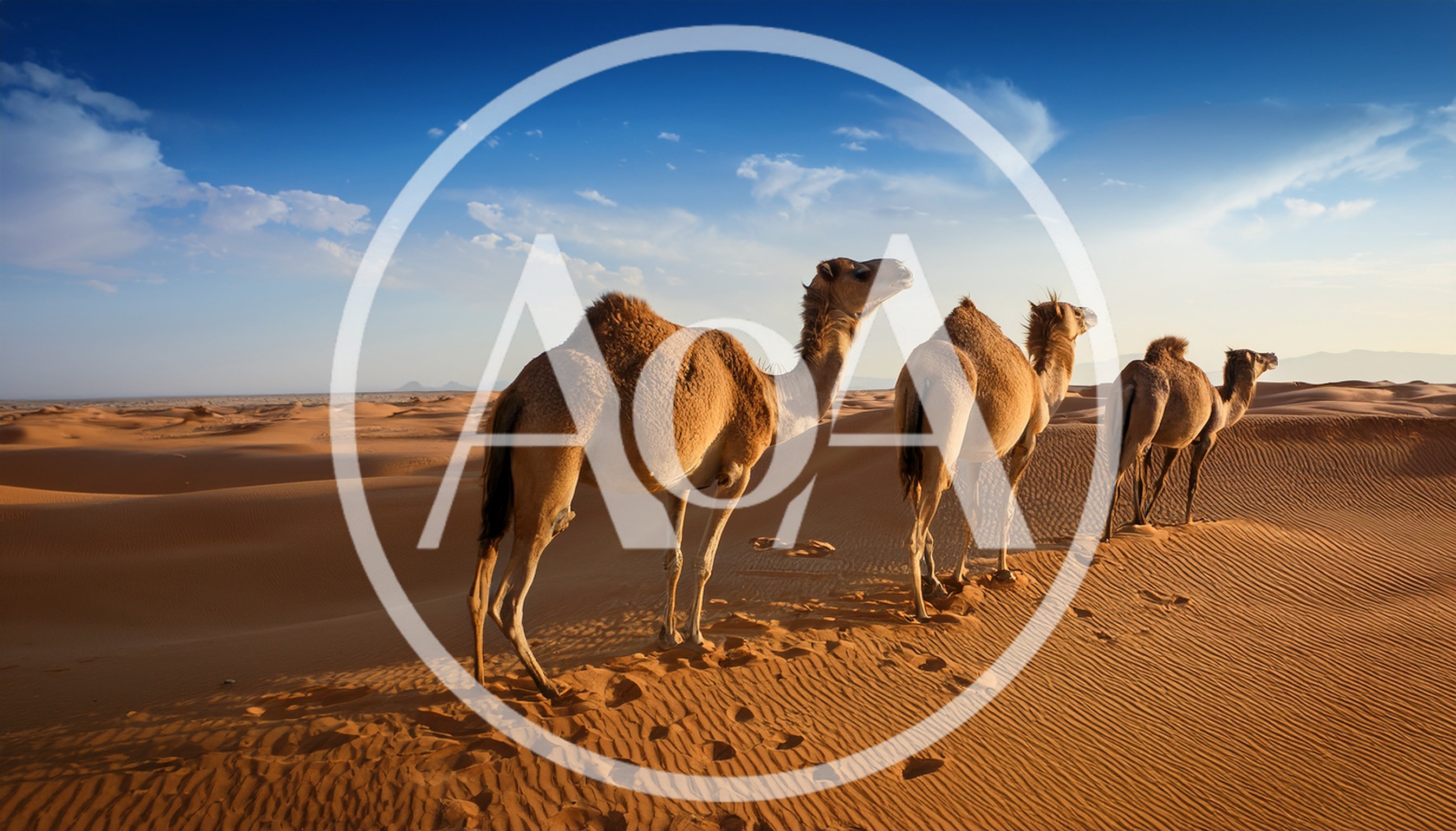 Three Camels Walking Across The Desert Sand Dunes