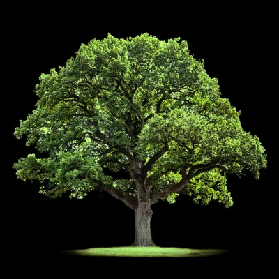 Majestic Mature Oak Tree Isolated On Black Background