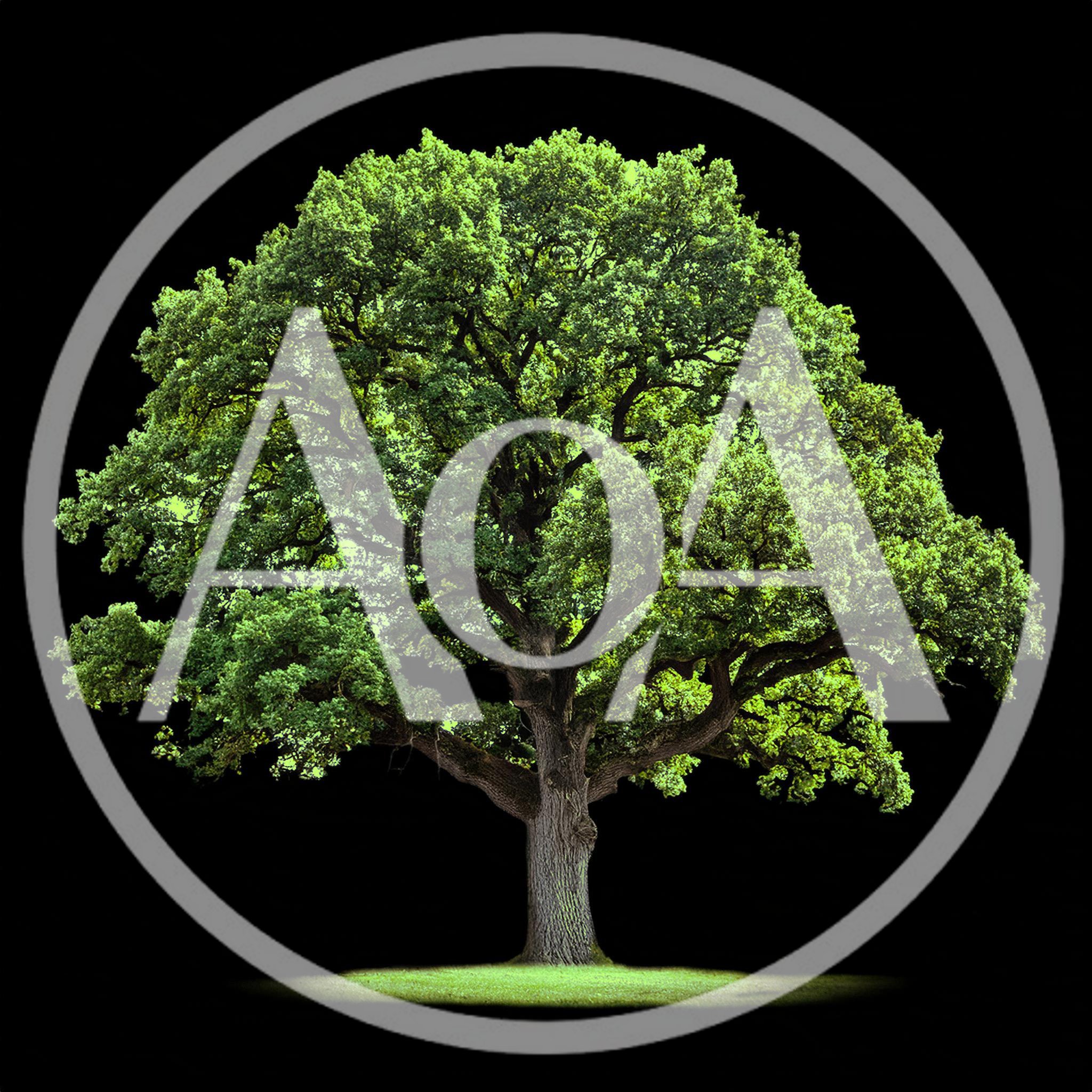 Majestic Mature Oak Tree Isolated On Black Background