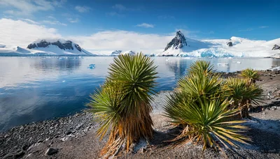 Yucca Plants on a Rocky Antarctic Shoreline