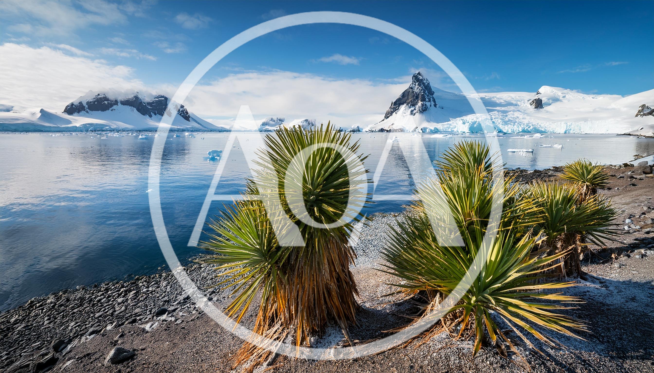 Yucca Plants on a Rocky Antarctic Shoreline