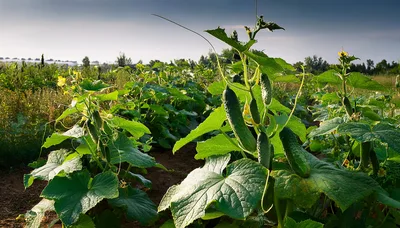 Fresh Green Cucumbers Growing on Vines in Garden