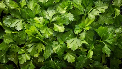 Fresh Green Flat Leaf Parsley Leaves Background