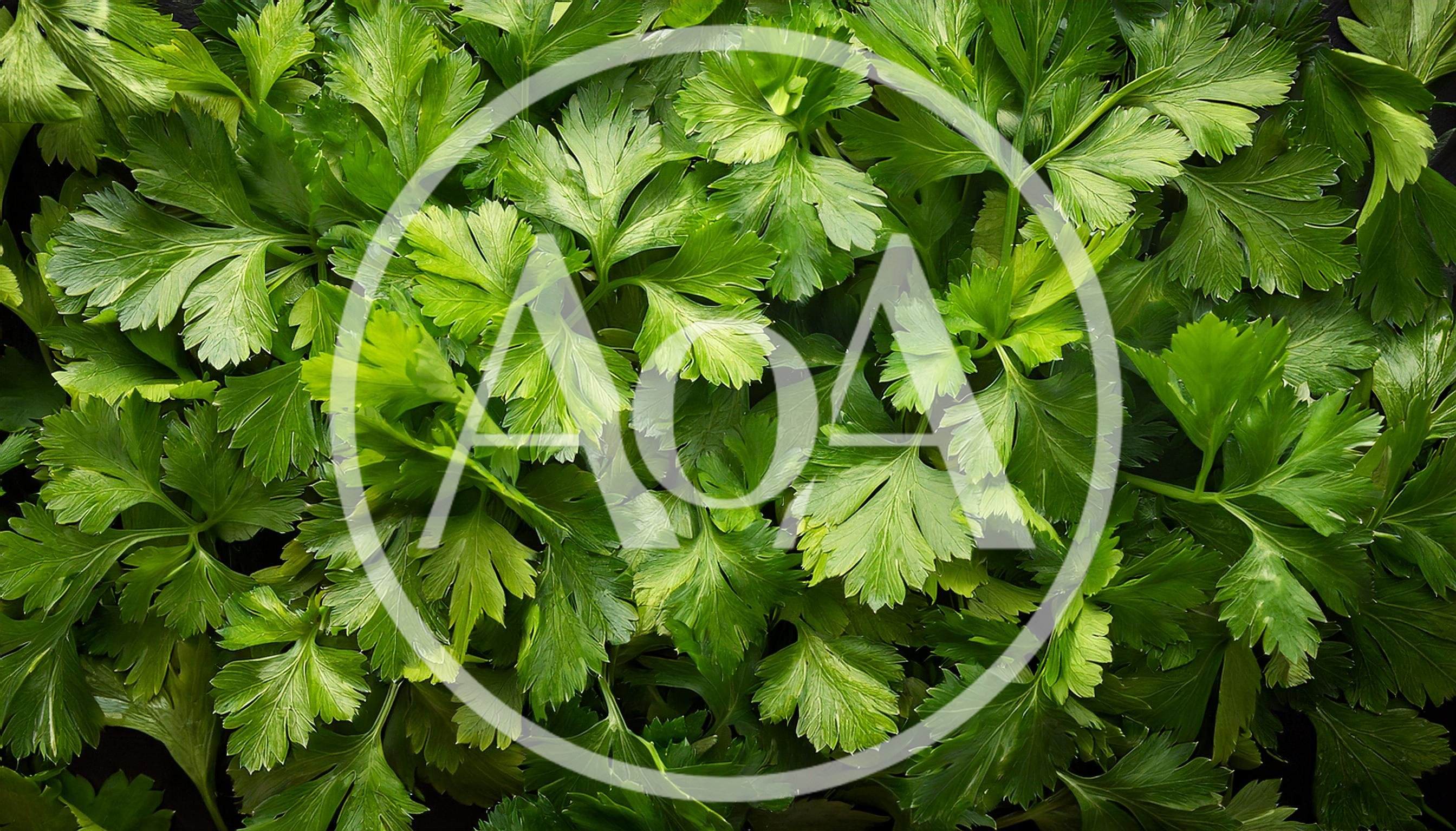Fresh Green Flat Leaf Parsley Leaves Background
