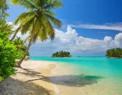 Tropical Beach Landscape With Palm Trees And Turquoise Water